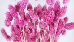 Phalaris seco - 1 manojo - rojo fucsia
