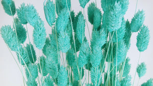 Phalaris secos - 1 manojo - Azul turquesa