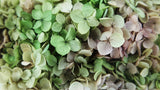 Preserved hydrangea Anna - 1 head - Rainbow purple