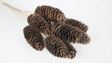 Pine cones Giant - 1 bunch - Natural color