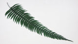 Rock fern preserved - 10 stems - Green