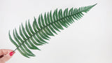 Rock fern preserved - 10 stems - Green