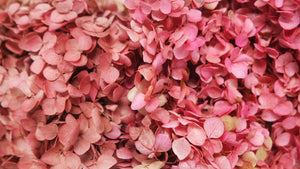 Hortensia preservada Anna - 1 ramo - rosa rojo