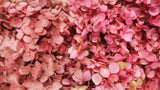 Hortensia preservada Anna - 1 ramo - rosa rojo