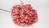 Hortensia preservada Anna - 1 ramo - rosa rojo