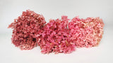 Hortensia preservada Anna - 1 ramo - rosa rojo