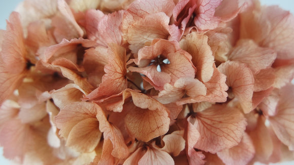Konservierte Hortensie - 1 Kopf - Rosa und Beige