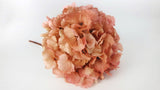 Konservierte Hortensie - 1 Kopf - Rosa und Beige
