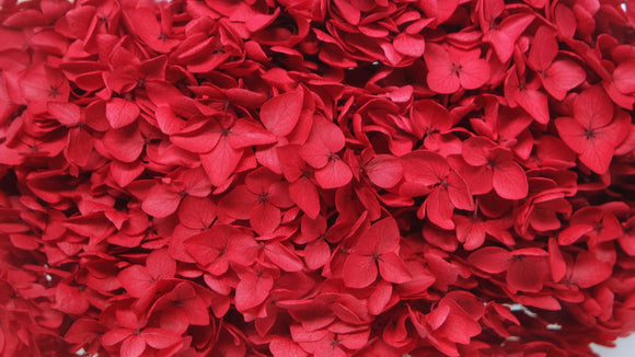 Hortensia preservada Anna - 1 cabeza - Roja