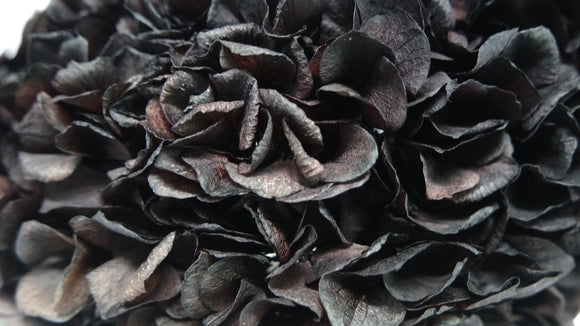 Hortensia preservada extra - 1 cabeza - Negra