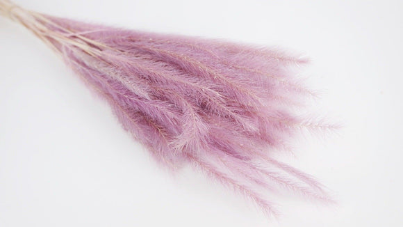 Tail Gras - 1 Bund - Flieder