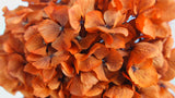 Preserved hydrangea - 1 head - Terractotta