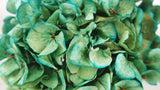 Hortensia séchée - 1 tête - Turquoise-vert