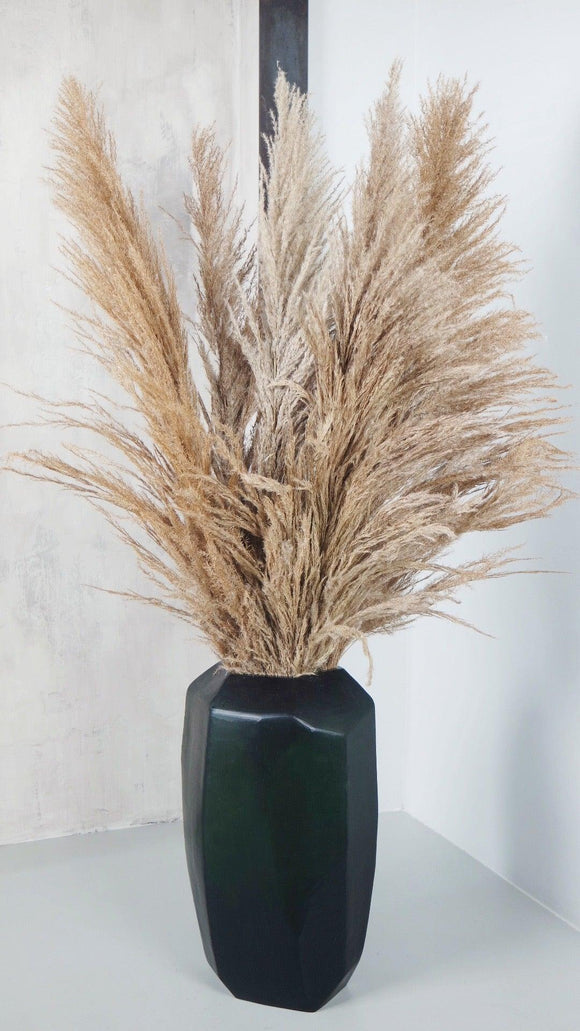 UVA Stalk Pampa - 5 tiges - Couleur naturelle