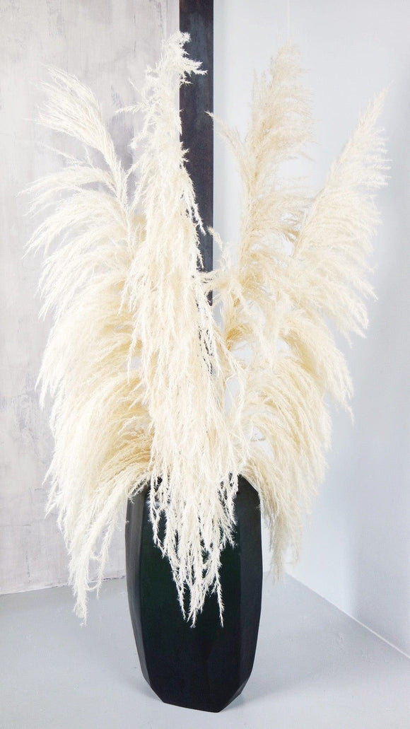 UVA Stalk Pampa - 5 tiges - Blanchi