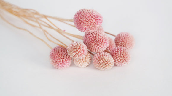 Conservas Craspedia - 10 Sticks - Rosa