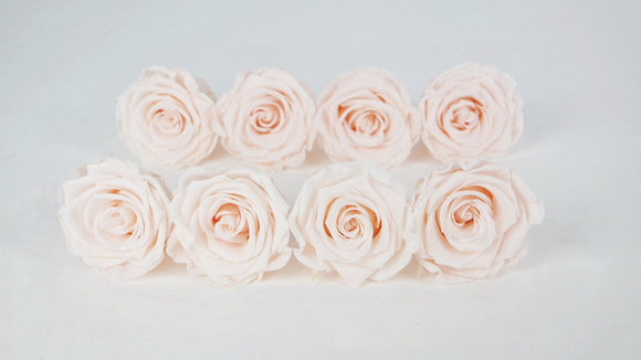 Stabilisierte Rosen Kiara  5 cm - 8 Stück - Pink blush