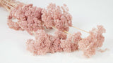 Achillea Filipendula getrocknet - 1 Bund - Litschi