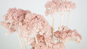 Achillea Filipendula getrocknet - 1 Bund - Litschi