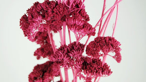 Dried achillea Filipendula - 1 bunch - Purple pink