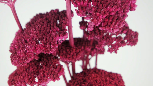 Achillea Filipendula getrocknet - 1 Bund - Berry