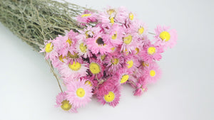 Acroclinium - 1 ramo - rosa