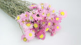 Acroclinium - 1 ramo - rosa
