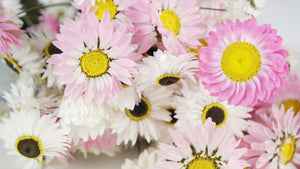 Acroclinium - 1 Bund - Naturfarbe weiß und rosa