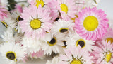 Acroclinium - 1 Bund - Naturfarbe weiß und rosa