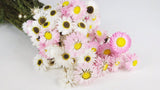 Acroclinium - 1 Bund - Naturfarbe weiß und rosa
