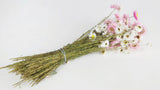 Acroclinium - 1 Bund - Naturfarbe weiß und rosa