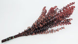 Konservierter Eukalyptus Baby blue - 1 Bund - Rot
