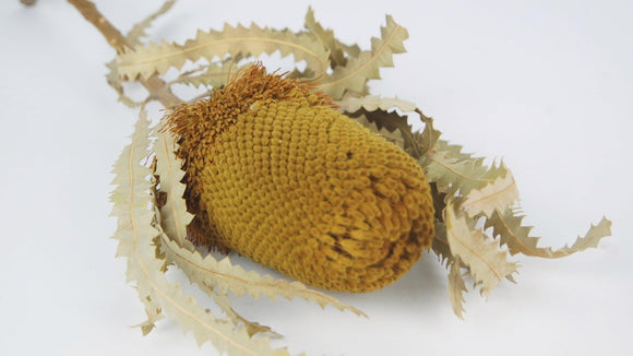 Banksia Hookerana - 1 Stiel - Safrangelb