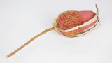 Banksia Hookerana - 1 Stiel - Vintage rosa - Si-nature