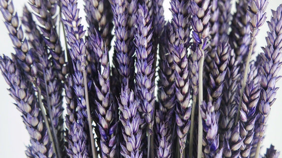 Weizen getrocknet - 1 Bund - Dunkelviolett