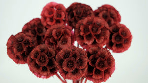 Scabiosa stellata - 10 Stängel - Bordeaux