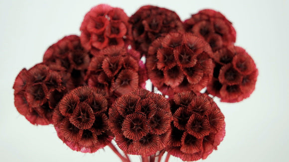 Scabiosa stellata - 10 Stängel - Bordeaux