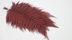 Lustre Shield Fern Conservato Premium - 9 Steli - Rosso