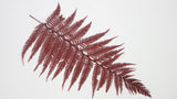 Brilliant fern preserved Premium - 9 stems - Red