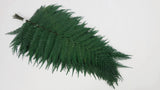 Lustre Shield Fern Conservated Premium - 9 Steli - Verde