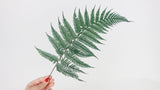 Lustre Shield Fern Conservated Premium - 9 Steli - Verde