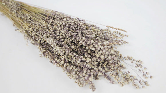 Briza salino - 1 Bund - Naturfarbe