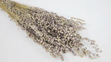 Briza salino - 1 Bund - Naturfarbe