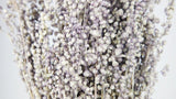 Briza salino - 1 Bund - Naturfarbe