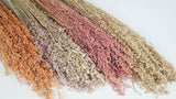 Briza salino - 1 Bund - Amber