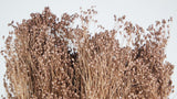 Broom Bloom getrocknet - 1 Strauß - Blush