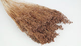Broom Bloom getrocknet - 1 Strauß - Blush