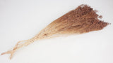 Broom Bloom getrocknet - 1 Strauß - Blush