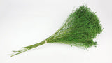 Broom Bloom konserviert - 1 Strauß - Grün - Si-nature
