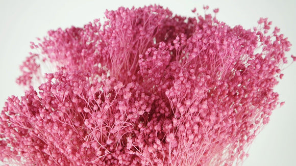 Broom Bloom konserviert - 1 Strauß - Violettrosa